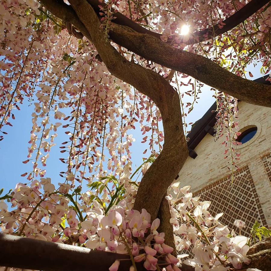 Agriturismo Il Vecchio Mandorlo Villa Perugia Exteriör bild