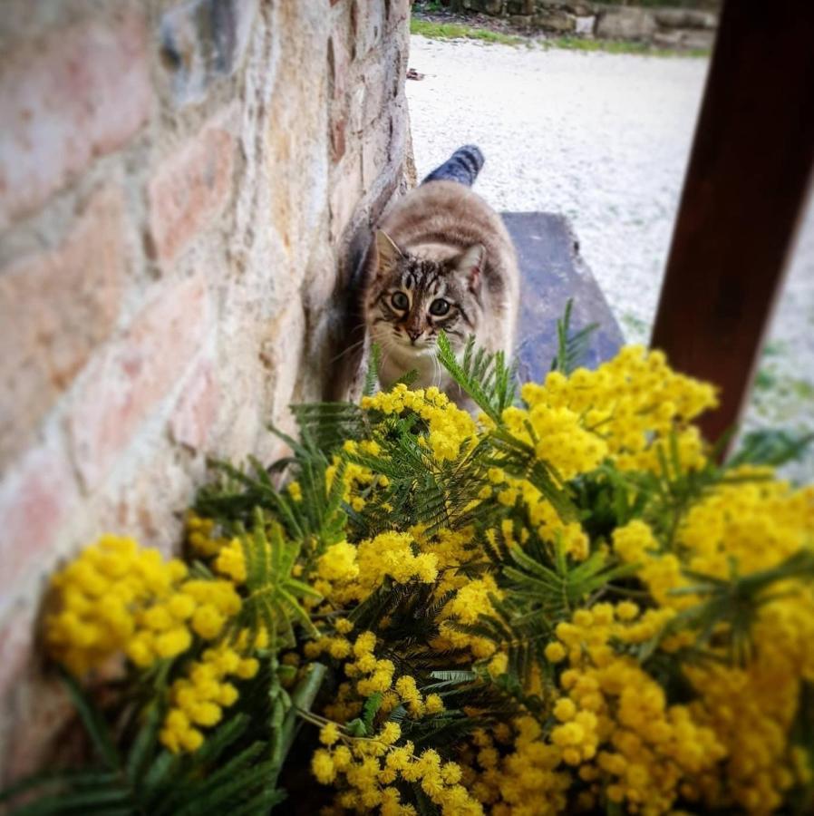 Agriturismo Il Vecchio Mandorlo Villa Perugia Exteriör bild